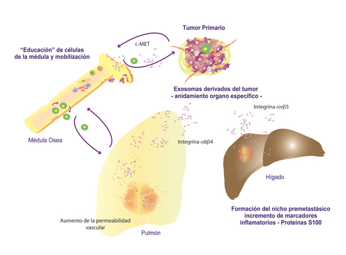 Figura 2 Peinado biotecnología